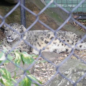 Snow Leopard - January, 2010