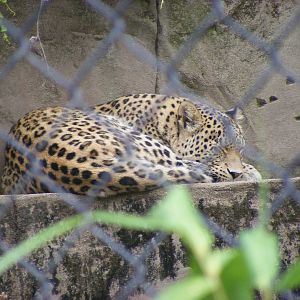 Persian Leopard - January, 2010