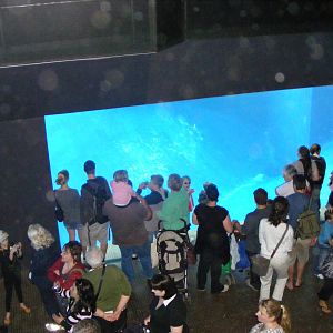 Wild Sea - January, 2010