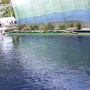 Penguin Exhibit, Wild Sea - January, 2010
