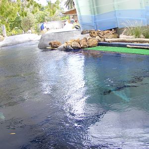 Penguin Exhibit, Wild Sea - January, 2010