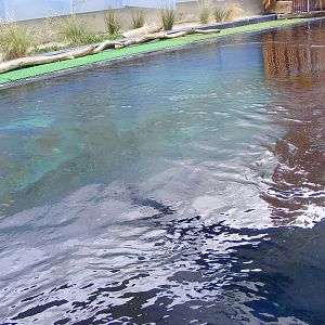 Penguin Exhibit, Wild Sea - January, 2010