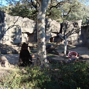 Brown bear exhibit