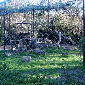 Cheetah´s exhibit