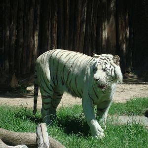 White tiger