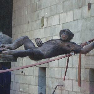 Chimpanzee