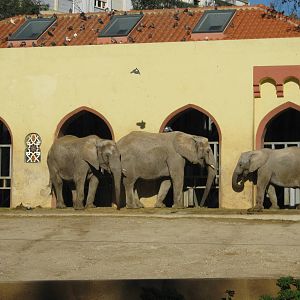 Elephants (females)
