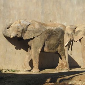 Elephant Bull and youngster
