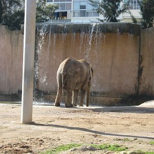 Elephant female before going into water