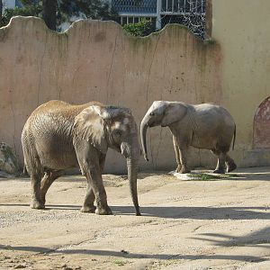 Elephants females