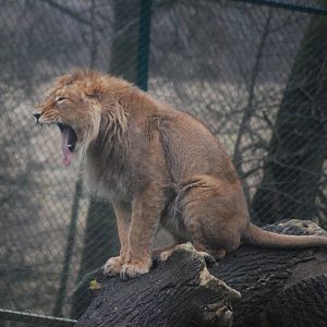 I'M TIRED OF WAITING