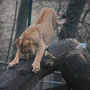 arrrrrrh well maybe tomorrow