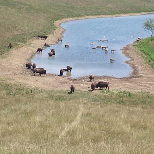 American Bison and Pere David's Deer Herd