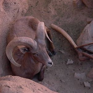 Desert Bighorn Sheep