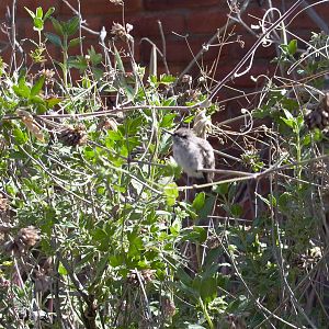 Baby Anna's Hummingbird