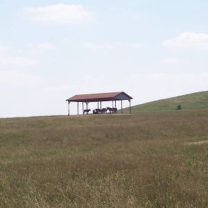 Fringe-eared Oryx and Grevy's Zebra
