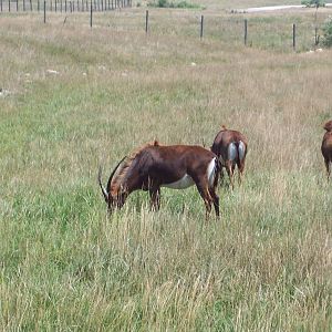 Common Sable Antelope