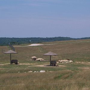 Southern White Rhinoceroses