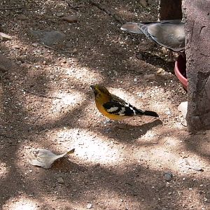 Black-Backed Lesser Goldfinch