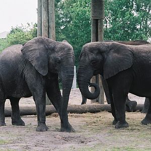 Old Elephant Herd
