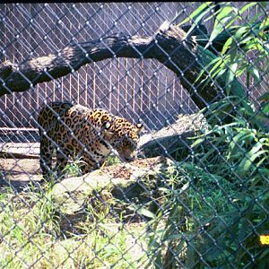 The old Jaguar exhibit