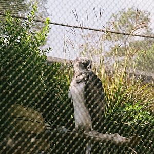 Harpy Eagle
