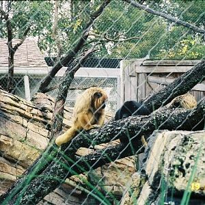 Southern Black Howler