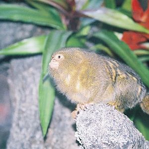 Pymgy Marmoset