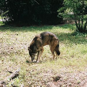 Male Red Wolf
