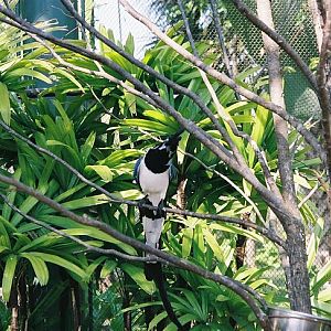 Black-Throated Magpie-Jay