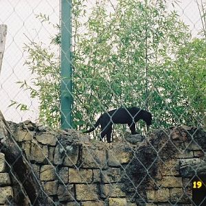 Salsa the Black Jaguar