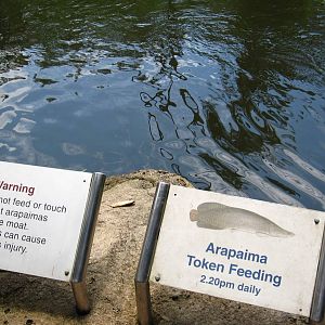 Arapaima Sign