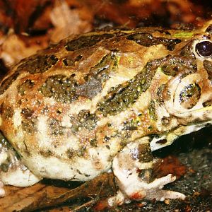 Chacoan horned frog; London Zoo; 30th December 2009