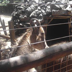 Barbary Sheep
