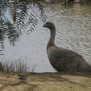 Cape Barren Goose