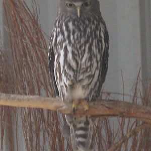 Barking Owl