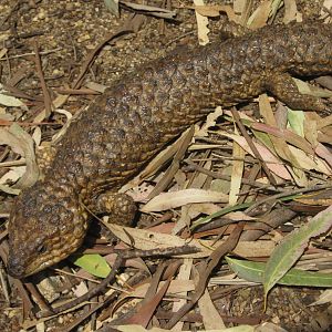 Shingleback Lizard