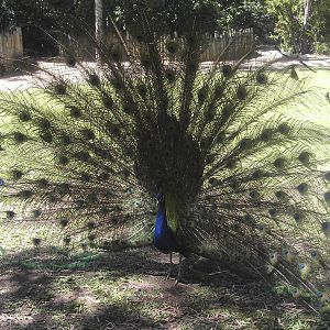 Peacock