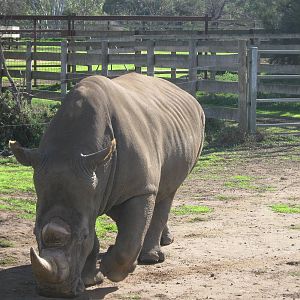 Male Rhino