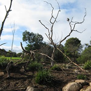 Vervet Monkey Exhibit