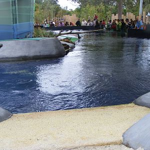Penguin Exhibit, Wild Sea - January, 2010