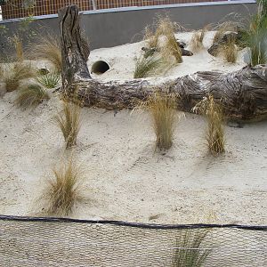 Penguin Exhibit, Wild Sea - January, 2010