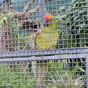 Red-fronted Macaw - January, 2010