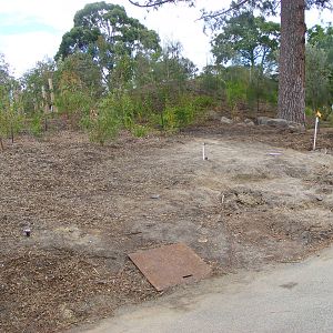Re-vegetated Area - January, 2010