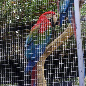 Green-winged Macaws - January, 2010
