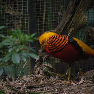 Golden Pheasant - January, 2010