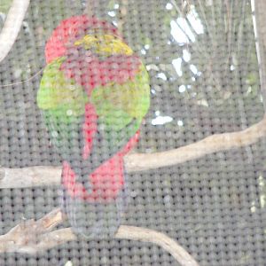 Chattering Lory - January, 2010