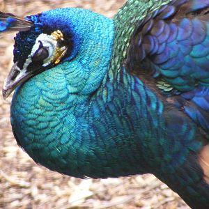 Hybrid Peafowl - January, 2010