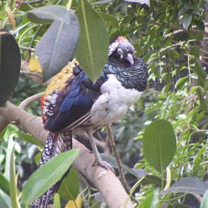 Lady Amherst's Pheasant - January, 2010