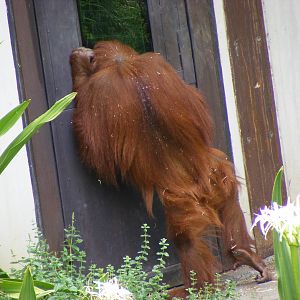 Sumatran Orang-utan - January, 2010